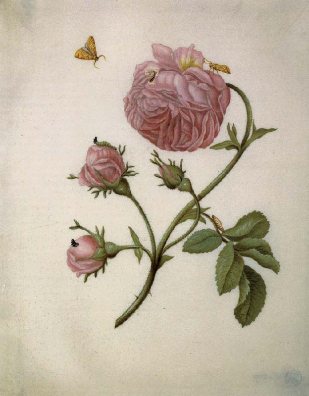 Maria Sibylla Merian Bush Rose with Leafminer Moth,Larva,and Pupa oil painting picture